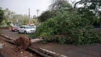 मुंबई में पेड़ गिरने की घटना-BMC पैनल ने सुरक्षा बढ़ाने के लिए 4 बड़े बदलाव सुझाए मुंबई में पेड़ गिरने की घटना-BMC पैनल ने सुरक्षा बढ़ाने के लिए 4 बड़े बदलाव सुझाए