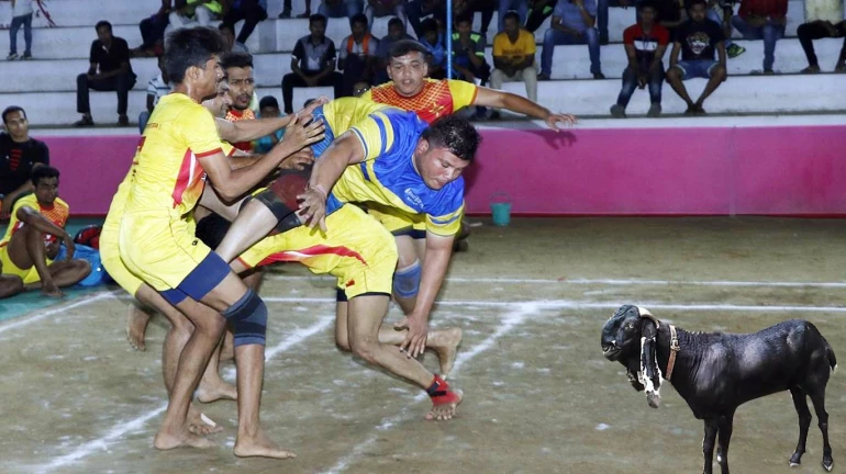 प्रभादेवीत बोकडासाठी घुमणार कबड्डीचा दम!