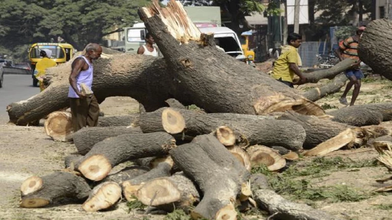 आयुक्तांच्या वृक्षतोडीच्या विशेषाधिकारांना चाप