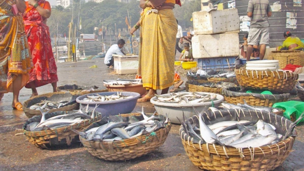 मुंबई के समुद्री तट से गायब हुई मछलियां?