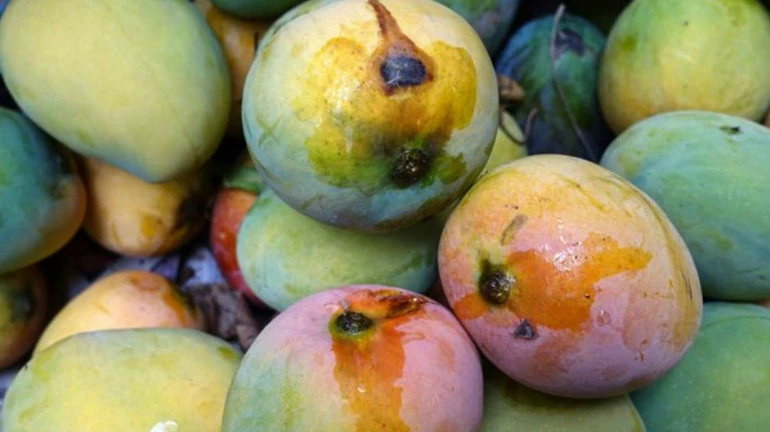 Navi Mumbai: Demand for raw mangoes increased in APMC market; Imported from various states Navi Mumbai: Demand for raw mangoes increased in APMC market; Imported from various states