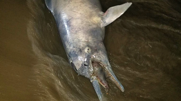 मुंबईच्या समुद्रकिनारी आढळला मृत डॉल्फिन
