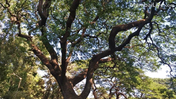 मुंबईतील पावणे दोन लाख झाडांपासून सांभाळा