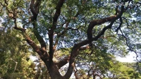 Thane Civic Body Launches Survey of Dangerous Trees Amid Rise in Monsoon-related Incidents Thane Civic Body Launches Survey of Dangerous Trees Amid Rise in Monsoon-related Incidents