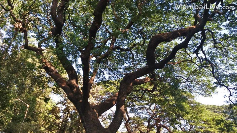 सुशोभिकरणासाठी झाडांवर लावण्यात आलेले दिवे काढण्याचे पालिकेला आदेश सुशोभिकरणासाठी झाडांवर लावण्यात आलेले दिवे काढण्याचे पालिकेला आदेश