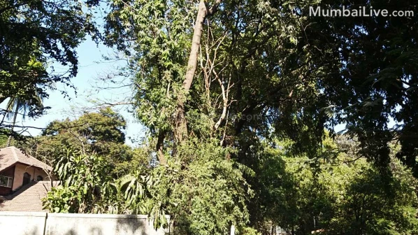 खासगी आवारातील झाडांची जबाबदारी महापालिकेने झटकली