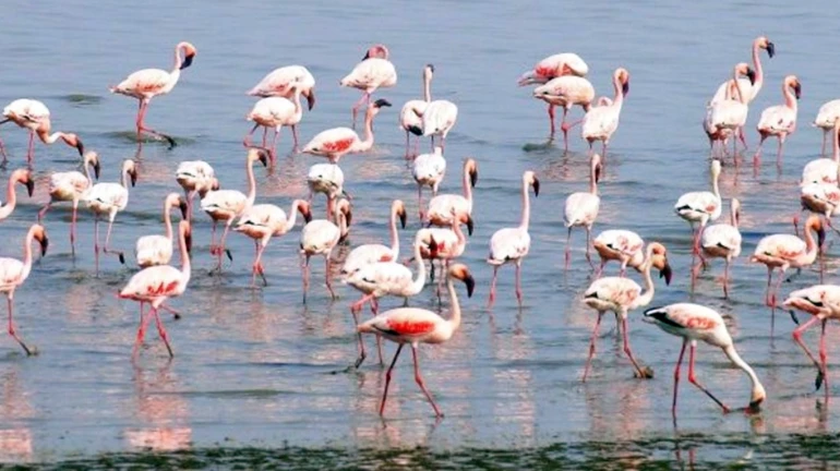Mumbai's popular Flamingo watching site to remain closed for the next seven years