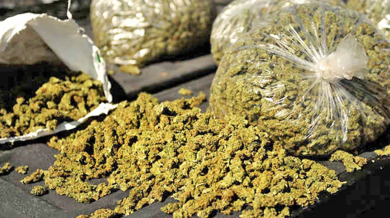 Anti Narcotics Squad seize 167 kgs of Marijuana; arrest two suspects