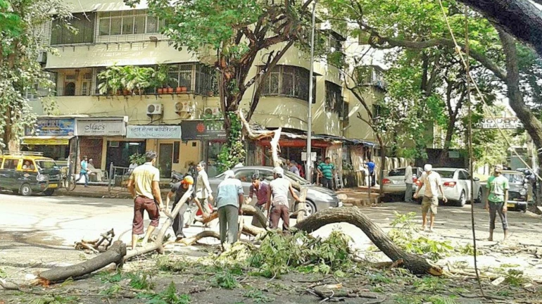 BMC permits nine government bodies to cut tree branches when required