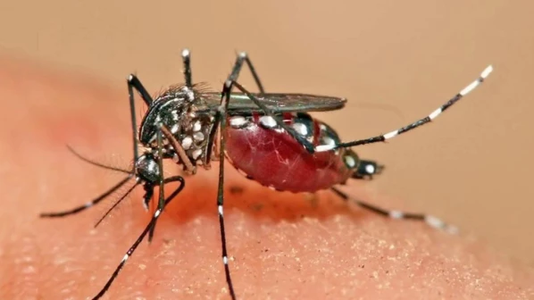 'स्पेशल टास्क फोर्स' घेणार डासांच्या अड्ड्यांचा शोध