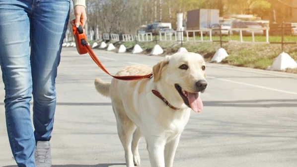 रस्त्यांवर कुत्र्याने शी केलीय? उचला आणि कचरा पेटीत टाका