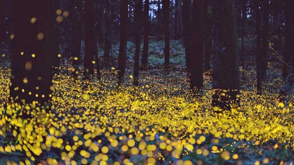 'या' ठिकाणी पाहा लुकलुकणाऱ्या काजव्यांचा नेत्रदीपक सोहळा