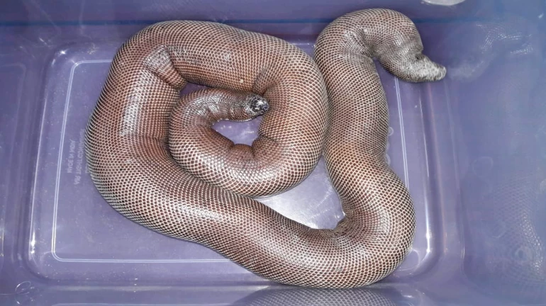 Two arrested for smuggling a snake species going extinct
