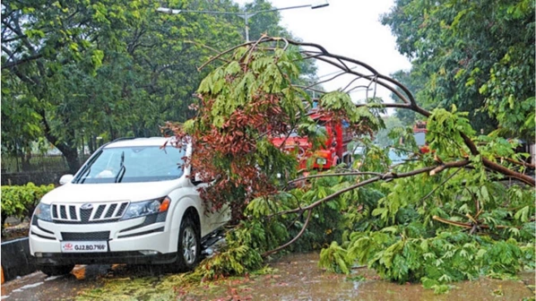 चांगली दिसणारी झाडं का पडतात? चूक कुणाची?