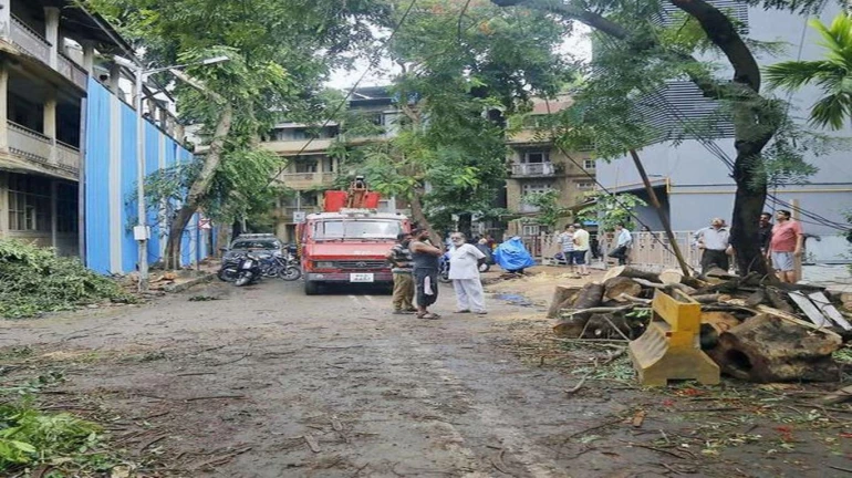 Mumbai Rains: Tree fall in Dadar injures four
