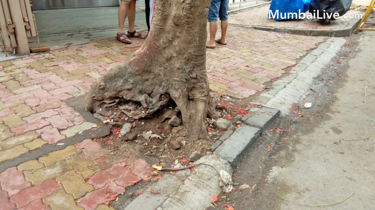 वांद्र्यातील ४९ झाडांना आतून लागली किड