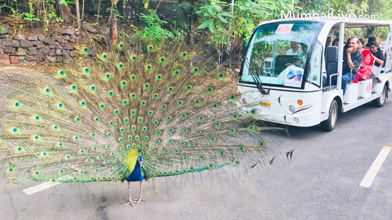 राजभवनाच्या अंगणात 'नाच रे मोरा'