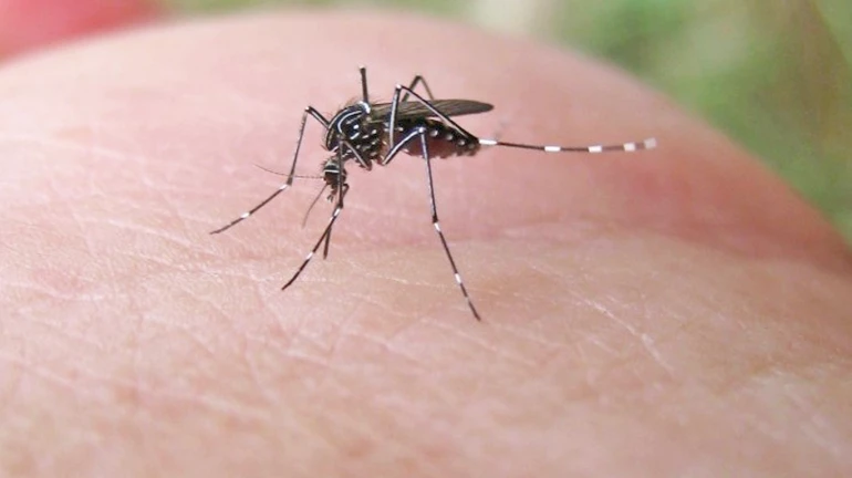 चेंबूर में डेंगू के 7 मरीज मिले