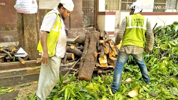 पर्यावरणप्रेमींचा दणका, दादरमधील झाडांच्या छाटणीचं काम बंद