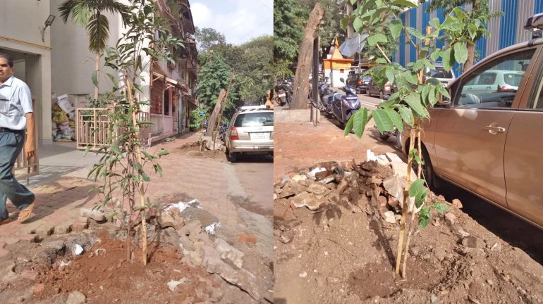 Environmentalists force authorities to terminate tree-cutting at Dadar