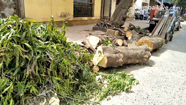 पर्यावरणविदों ने दादर में बीएमसी अधिकारियों को पेड़ काटने से रोकने पर किया मजबूर!