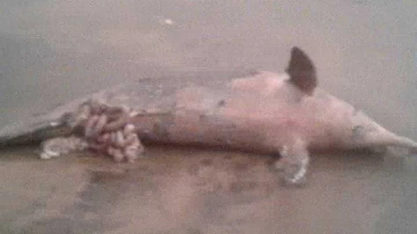 Dolphin carcass washes ashore Versova beach; Third case in the last two months