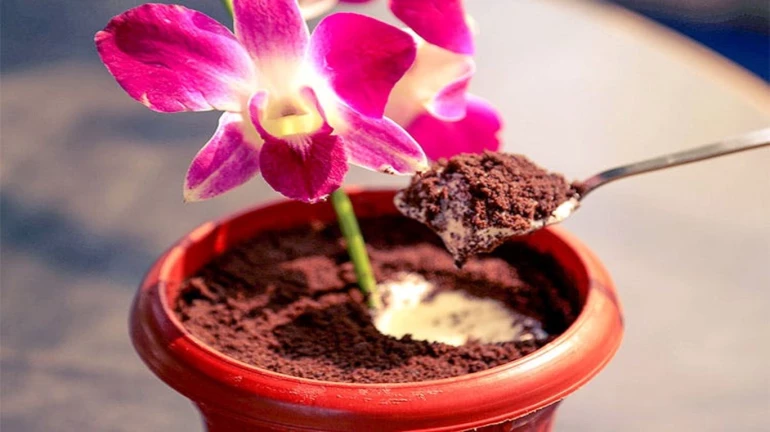 Dig in a Flower Pot Surprise dessert at this charming eatery in Bandra