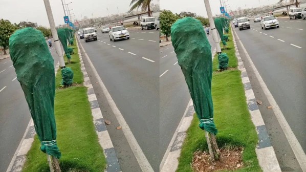 BMC covers 120 trees near Marine Drive