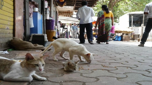 भटक्या मांजरांची होणार नसबंदी