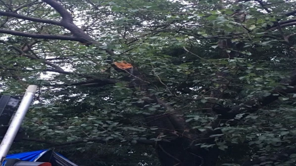 मेट्रो सिनेमाजवळ झाड पडून एकाचा मृत्यू, एक जण गंभीर