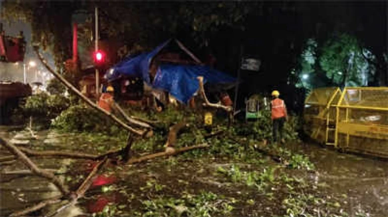 Tree falls near Metro cinema, kills one