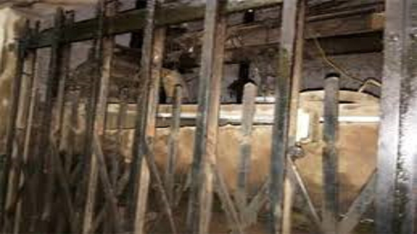 Elevator Collapse Incident Four Injured In Ghatkopar While One