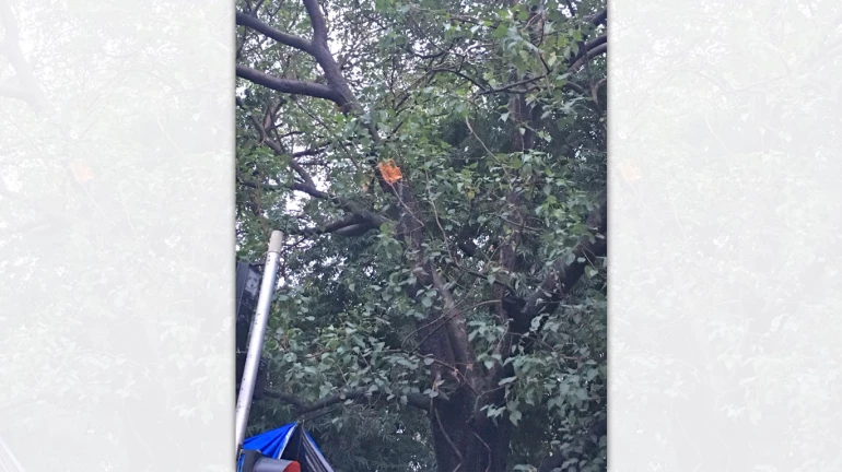 Metro Cinema tree falling case: BMC had scheduled trimming the branches before the incident