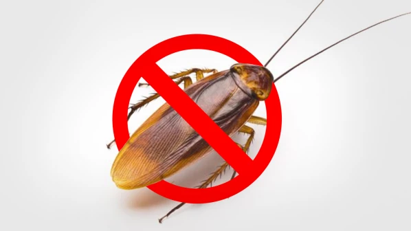 घरात धुमाकूळ घालणाऱ्या झुरळांपासून 'असा' मिळेल सुटकारा