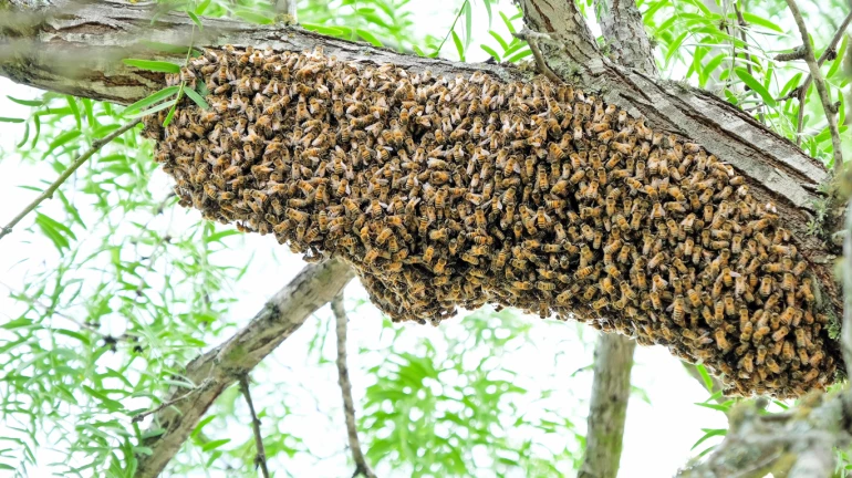 मधुमक्खियां के काटने से एक की मौत, 2 घायल