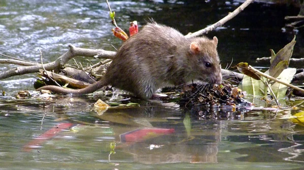 लेप्टोने आतापर्यंत घेतले तीन बळी