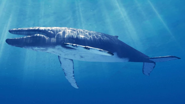 एेरोलीत होणार 'ब्ल्यू व्हेल'च्या सांगड्यांचं जतन!