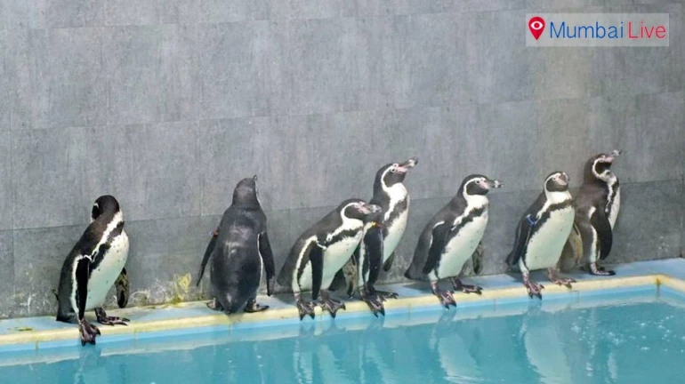 Humboldt penguins at Byculla zoo lay first egg!