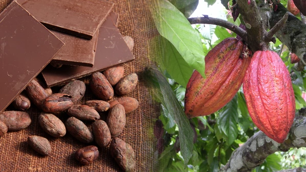 चॉकलेटचे झाड!