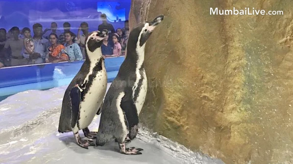राणीबागेत येणार नवा पाहुणा, पेंग्विन देणार गोड बातमी