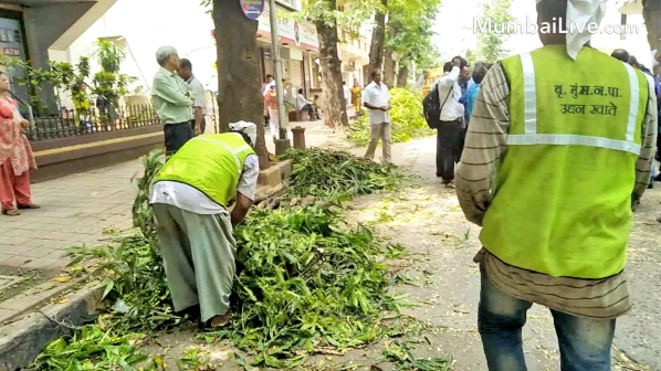महाघोटाळा! धोकादायक झाडं आणि फांद्या कापण्यासाठी १५० कोटींचा खर्च!
