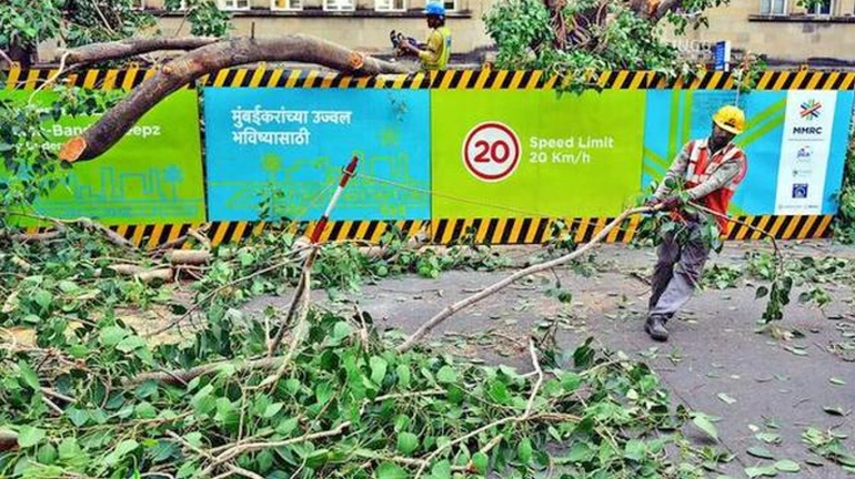 BMC initiates axing 199 trees for two road over-bridges in Mumbai BMC initiates axing 199 trees for two road over-bridges in Mumbai