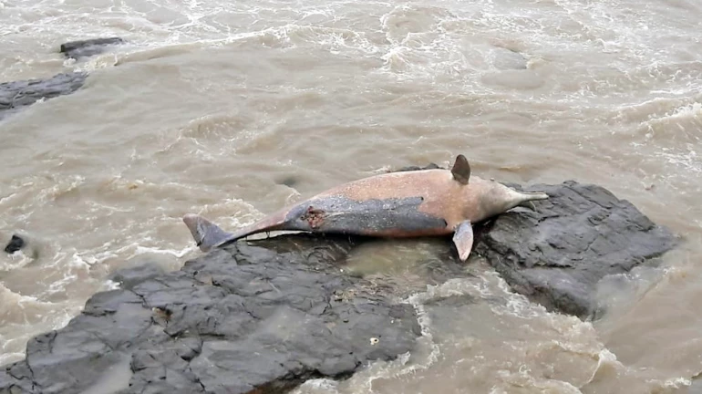 बॅण्डस्टॅण्ड समुद्रकिनारी आढळला मृत डॉल्फिन
