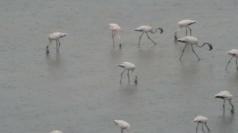 Six people who hunted Flamingos in Malad finally surrender