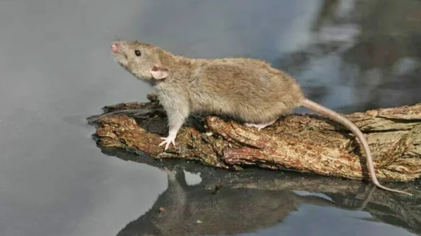 मुंबईत लेप्टोचा चौथा बळी