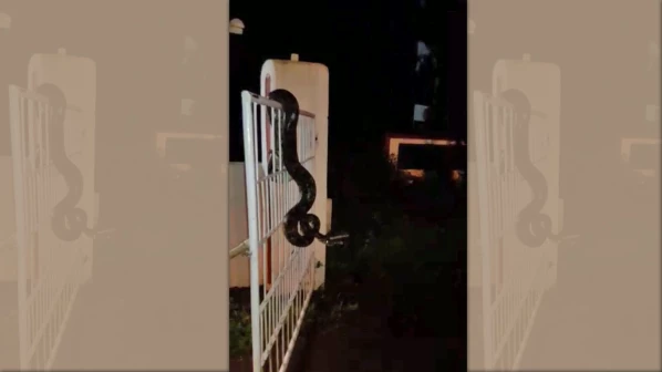 वीडियो: 10 फ़ीट लंबे ग़ुस्साए अजगर को जब सर्प मित्र पकड़ने गया तो...