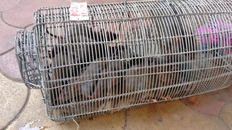 एक दिन में मारे 1200 चूहे, बीएमसी ने किया दावा