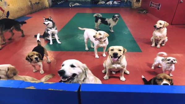 मुंबईतल्या पेटिंग सेंटरमध्ये कुत्र्यांसोबत घालवा वेळ