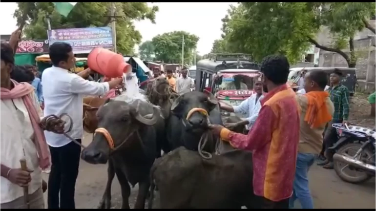 दूध आंदोलन का चौथा दिन, सड़कों पर जानवरों के साथ विरोध प्रदर्शन!