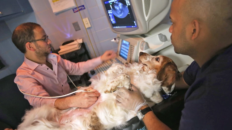 वसई - विरारमधील पशुवैद्याकीय रुग्णालयाला विलंब वसई - विरारमधील पशुवैद्याकीय रुग्णालयाला विलंब